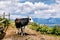 Cow on high mountain Carpatian meadow