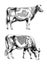 Cow Holstein breed, graphic illustration