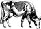 Cow Holstein breed, vector graphic illustration