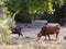 Cow with horns and bell grazing in rough meadow