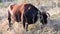 Cow with horns and bell grazing in rough meadow