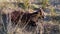 Cow with horns and bell resting in rough meadow