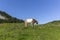 Cow with horns grazing in a meadow in the steep hills of the Appenzell canton in Switzerland