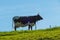 Cow with Horns on Mountain Pasture