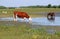 Cow and horse drink water