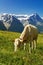 Cow in idyllic alpine landscape, Alps mountains and countryside in summer