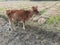 A Cow image in Grassland, A Calf image, Background Blur ,Brown Calf image