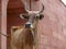 Cow from India, a Zebu, with large horns, in front of pink gate of the Taj Mahal