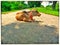 Cow,indian beauty,street and crowd