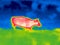 Cow infrared