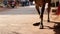 Cow with injured foot walking using foot prosthesis down the street in Goa.