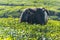 Cow inside of the tea bushes in Munnar mountains