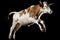 Cow jumping over the moon on white background