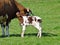 A cow with a just born calf