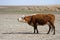 Cow of the Kalmyk breed on the shores of the lake drying