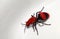 Cow Killer Wasp (Red Velvet Ant)
