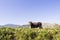 Cow Landscape Pollino