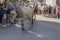 cow with large cowbell at Alpine Cattle Drive, Rettenberg, Germany