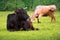 Cow laying on the grassy meadow near the forest