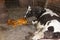 Cow licking clean its just newborn calf