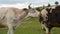 A cow licks a side bull in a meadow in the village. Animals graze on the field