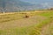 Cow lies on a freshly sowed field in a valley in the Bhutanese mountains. agriculture and animal husbandry in Bhutan. Single cow