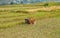 Cow lies on a freshly sowed field in a valley in the Bhutanese mountains. agriculture and animal husbandry in Bhutan. Single cow