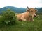 A cow lies on a grass next to the prickly bush