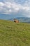 Cow lies on a high hill pasture