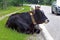 A cow lies relaxed right next to a road with cars