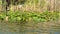 Cow lily and reeds in the Everglades