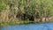 Cow lily and trees in the Everglades