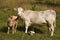 Cow with little calf