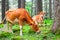 Cow and little calf at grassy meadow in forest