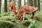 Cow and little calf grazing at summer meadow