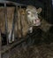 Cow livestock milk farm dairy