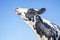 Cow looking arrogant with her chin raised high, head in the air and blue background