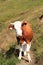 Cow looking into the camera on a footpath on a mountain in the Hohe Tauern Alps, Austria