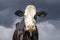 Cow looking front, looming thunderstorm sky background, black and white livestock