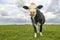 Cow looking grumpy, Montbeliarde black with large pink nose in a pasture under a blue cloudy sky and a distant straight horizon