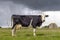 Cow looking, looming thunderstorm sky background, black and white livestock, standing field, side view empty udder