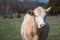 A Cow looks at camera with one ear turned back