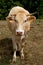 Cow with lots of flies on its head