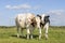 Cow love, friends playfully cuddling in a pasture under a blue sky, two calves rubbing heads, diversity colors