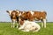 Cow love, playfully cuddling another young cow lying down in a pasture under a blue sky, best friends forever