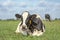 Cow lying down, showing teeth while chewing, stretched out in the pasture, relaxed and happy, in Holland