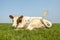 Cow lying down tail swinging, red and white in a pasture lazy,  looking naughty and relaxed in a green pasture and a blue sky