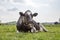 Cow lying down, teeth chewing, stretched out in the pasture, relaxed and happy, in Holland