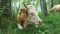 Cow lying on the meadow and eating grass