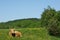 Cow lying in pasture